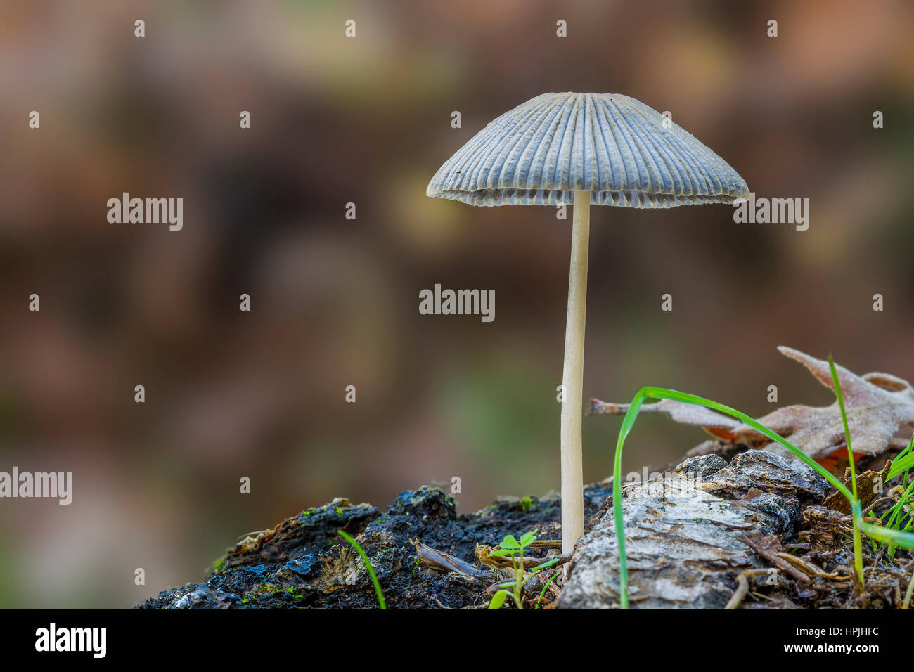 Mycena Foto de stock