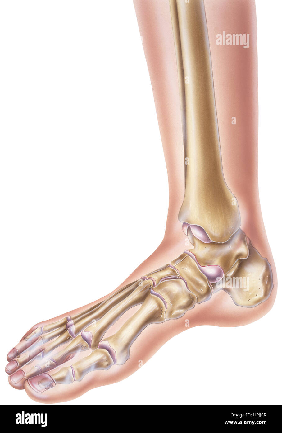 Un ser humano normal del pie y del tobillo mostrando los huesos y  articulaciones Fotografía de stock - Alamy