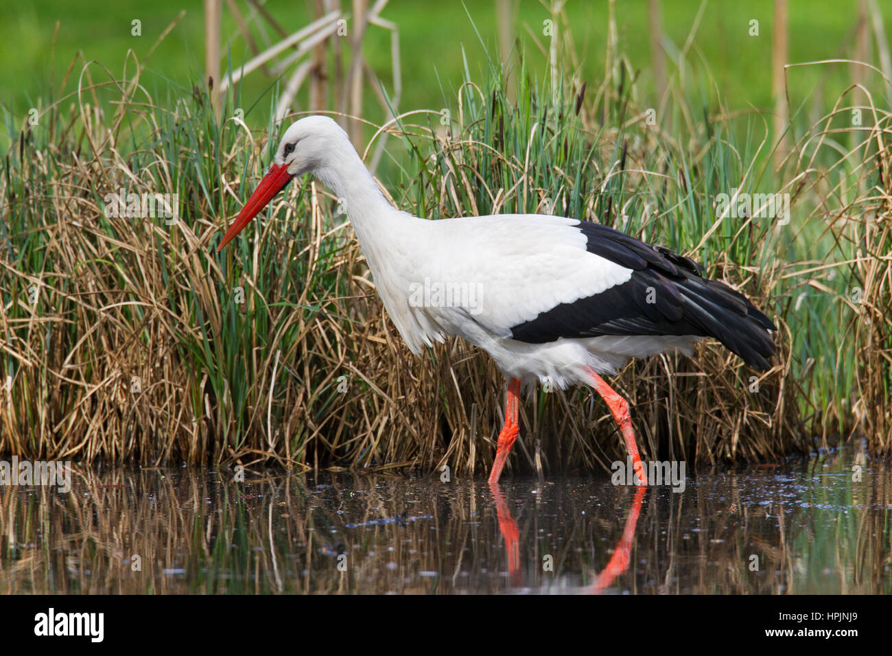 Cigüeña blanca (Ciconia ciconia) la caza de ranas en aguas someras de Brook Foto de stock