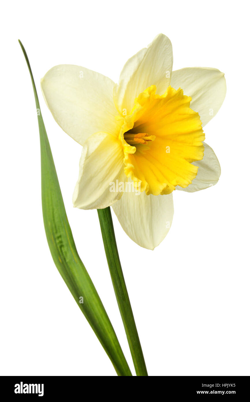 Flor del narciso fotografías e imágenes de alta resolución - Alamy