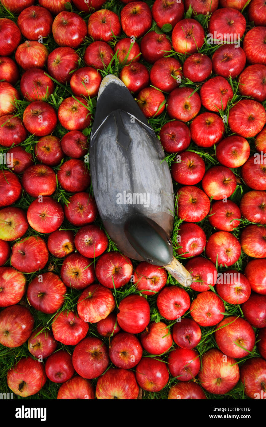 Pato señuelo de madera en la forma de un macho de ánade real, rodeada de manzanas rojas sobre el césped. Foto de stock