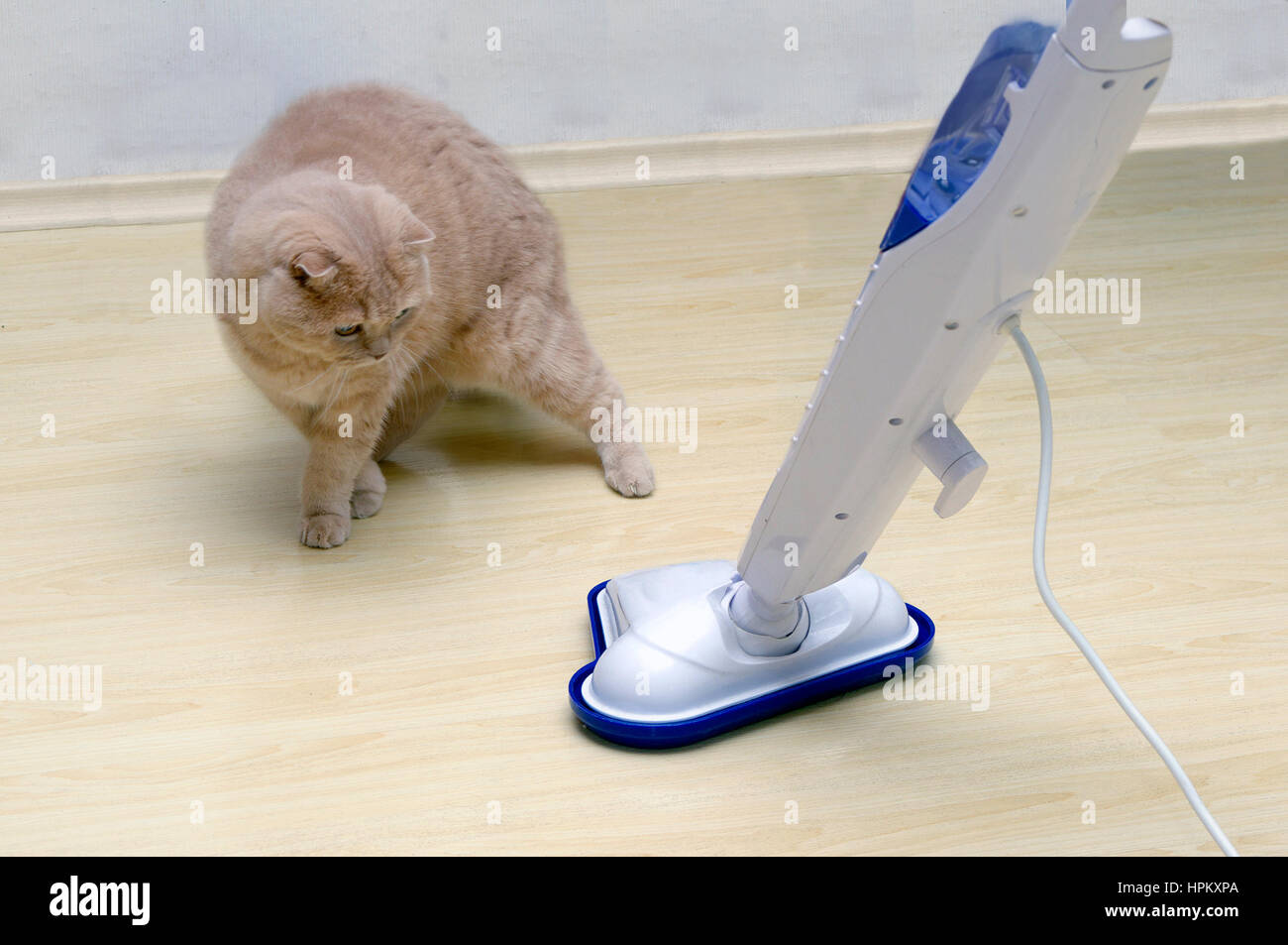 Aspirador en el piso con un sorprendido cat. Foto de stock