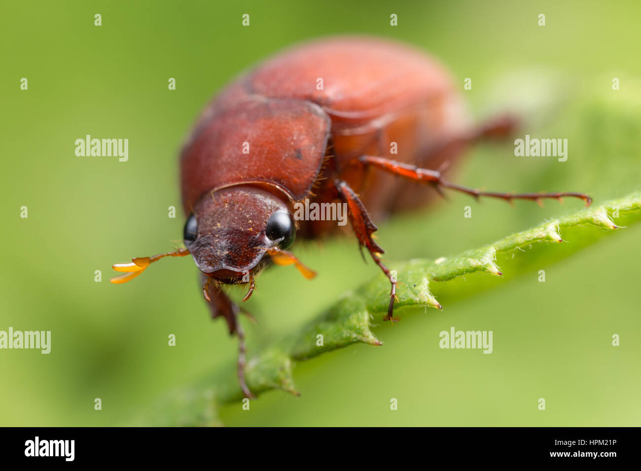 Una vista frontal de un Escarabajo (Jardín Asiático Maladera castanea) Foto de stock