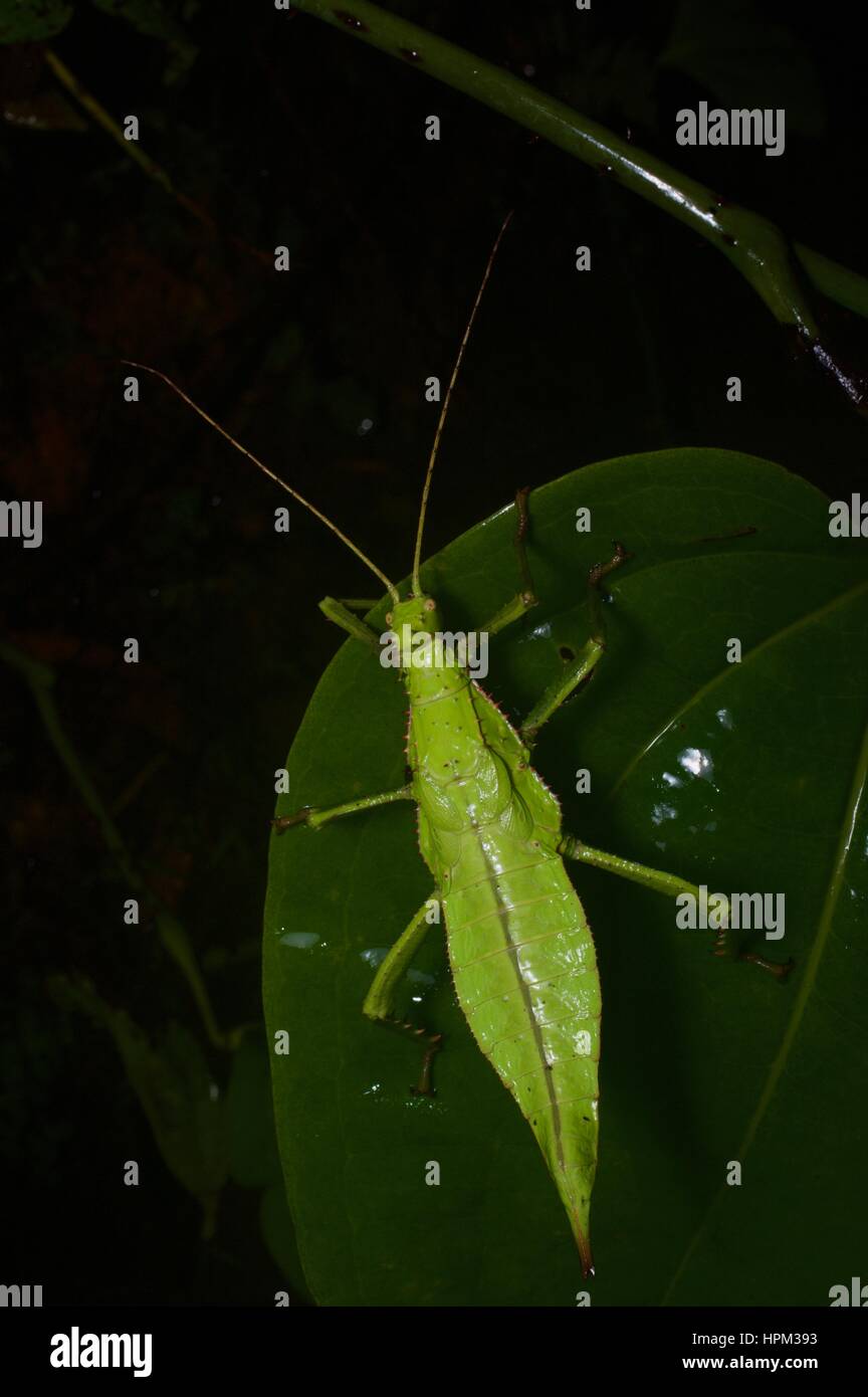Una ninfa Selva malaya en una planta en la selva por la noche en el Fraser's Hill, Pahang, Malasia Foto de stock