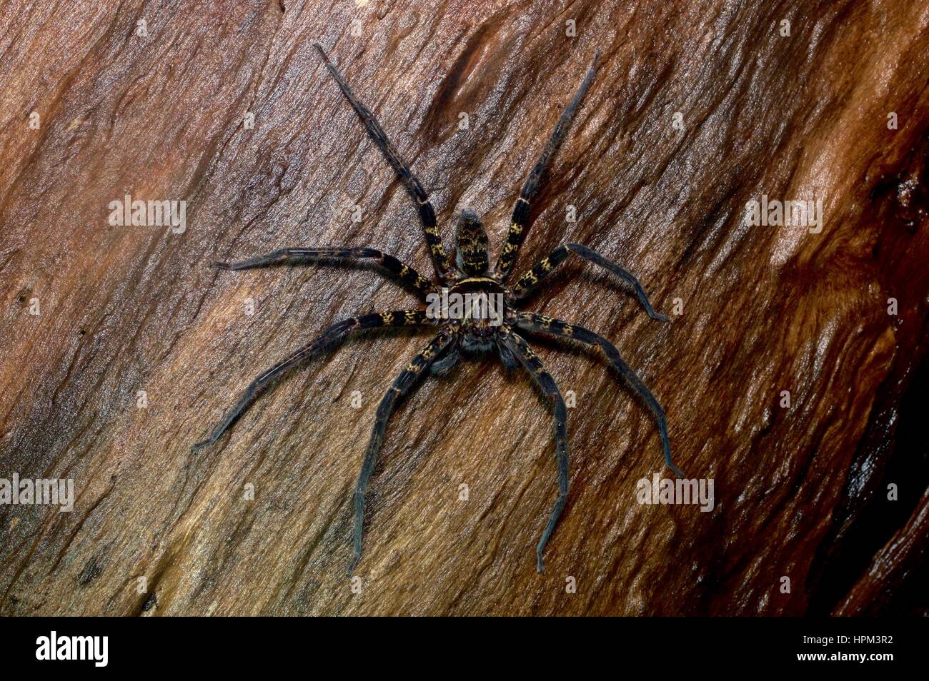 Una araña huntsman (familia Sparassidae) en un registro en la selva húmeda en el Parque Nacional Santubong, Sarawak, Borneo, Malasia Oriental Foto de stock