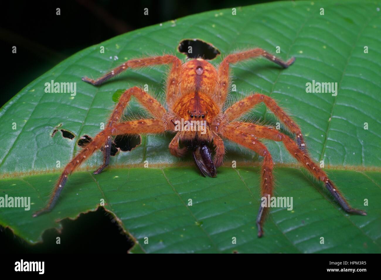 Una araña de David Bowie (Heteropoda davidbowie) tras una comida en una hoja en la selva tropical en el Parque Nacional Santubong, Sarawak, Borneo, Malasia Oriental Foto de stock