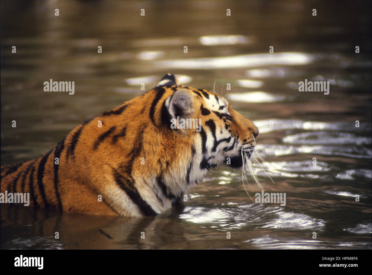 Tigre, el felino más grande del mundo Fotografía de stock Alamy