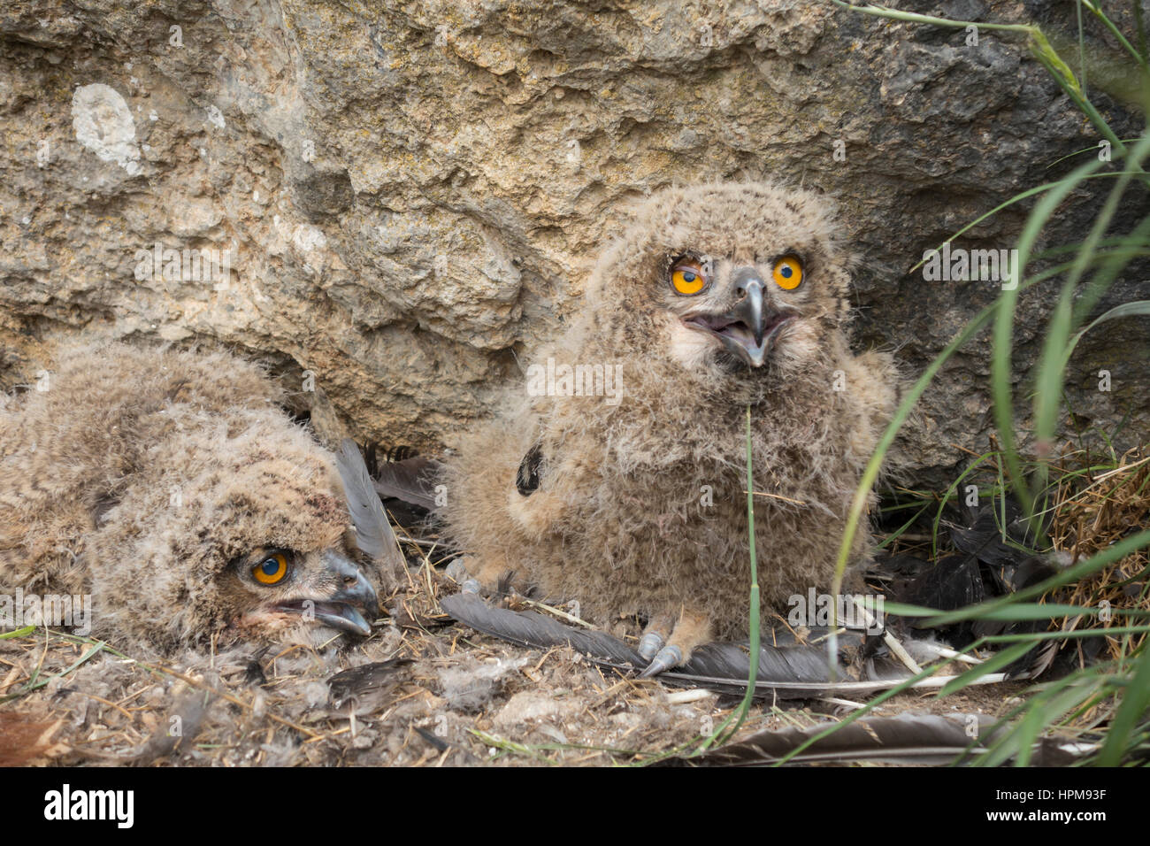 Hibou Grand Duc Fotos E Imagenes De Stock Alamy