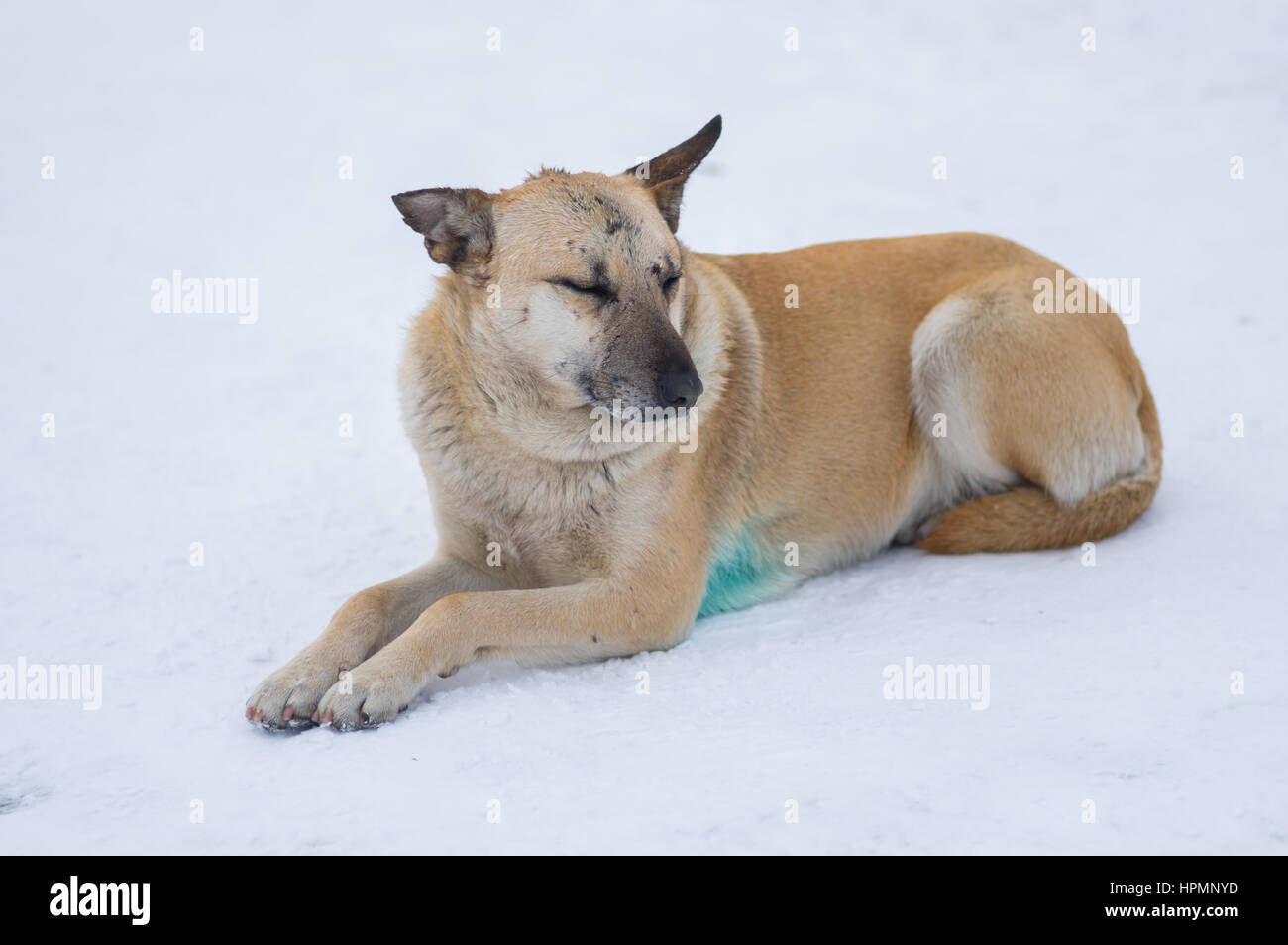Lindo perro callejero de raza mixta con cicatrices en el hocico tumbado en  la nieve Fotografía de stock - Alamy