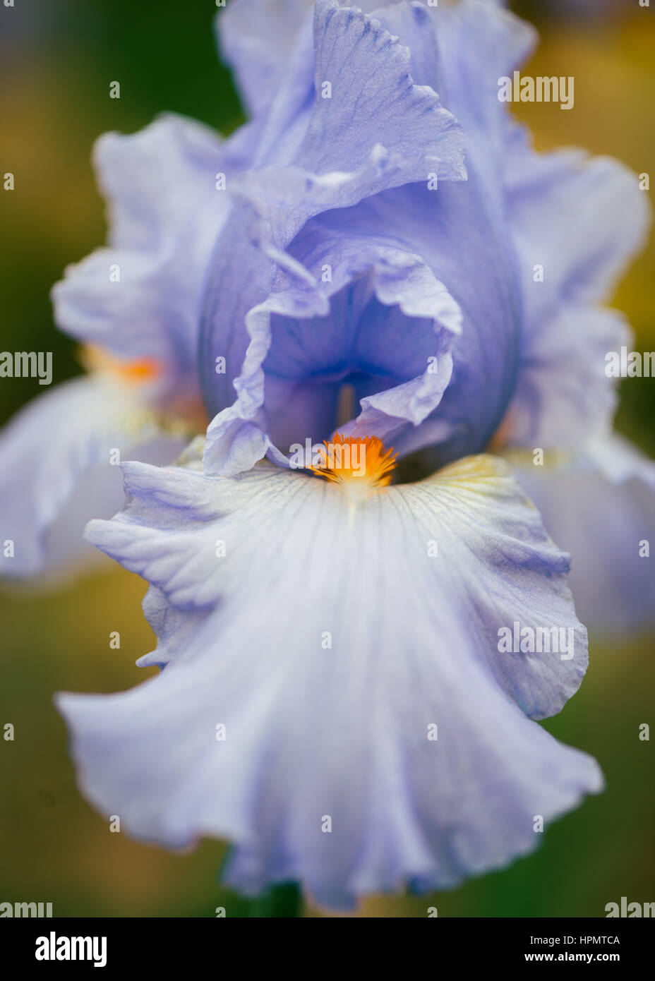 Iris azul pálido y naranja con fondo verde macro Cerrar Foto de stock
