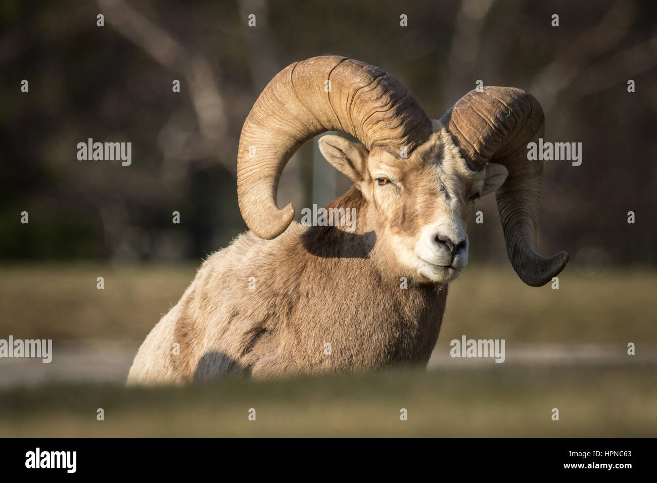 Big Horn ovejas (Ovis canadensis) descansando sobre una pequeña ladera de hierba Foto de stock