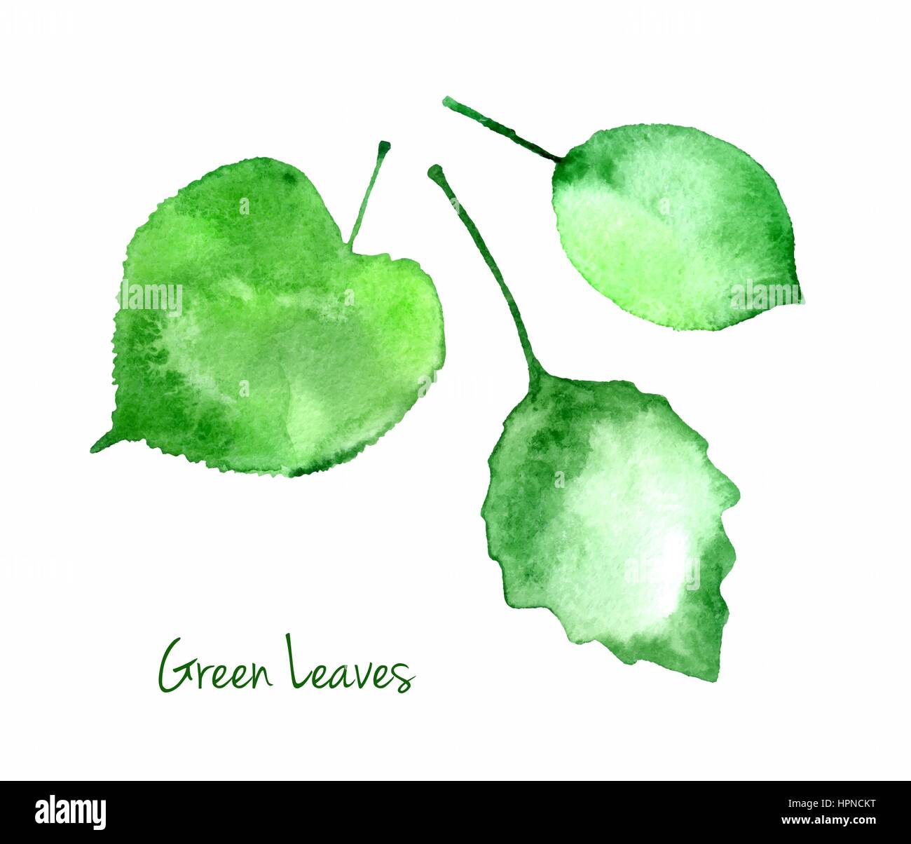 Set de vectores de verano verde acuarela deja aislado sobre fondo blanco para usted el diseño ecológico. Papel con textura de grano Abstractwatercolor hojas. Ilustración del Vector