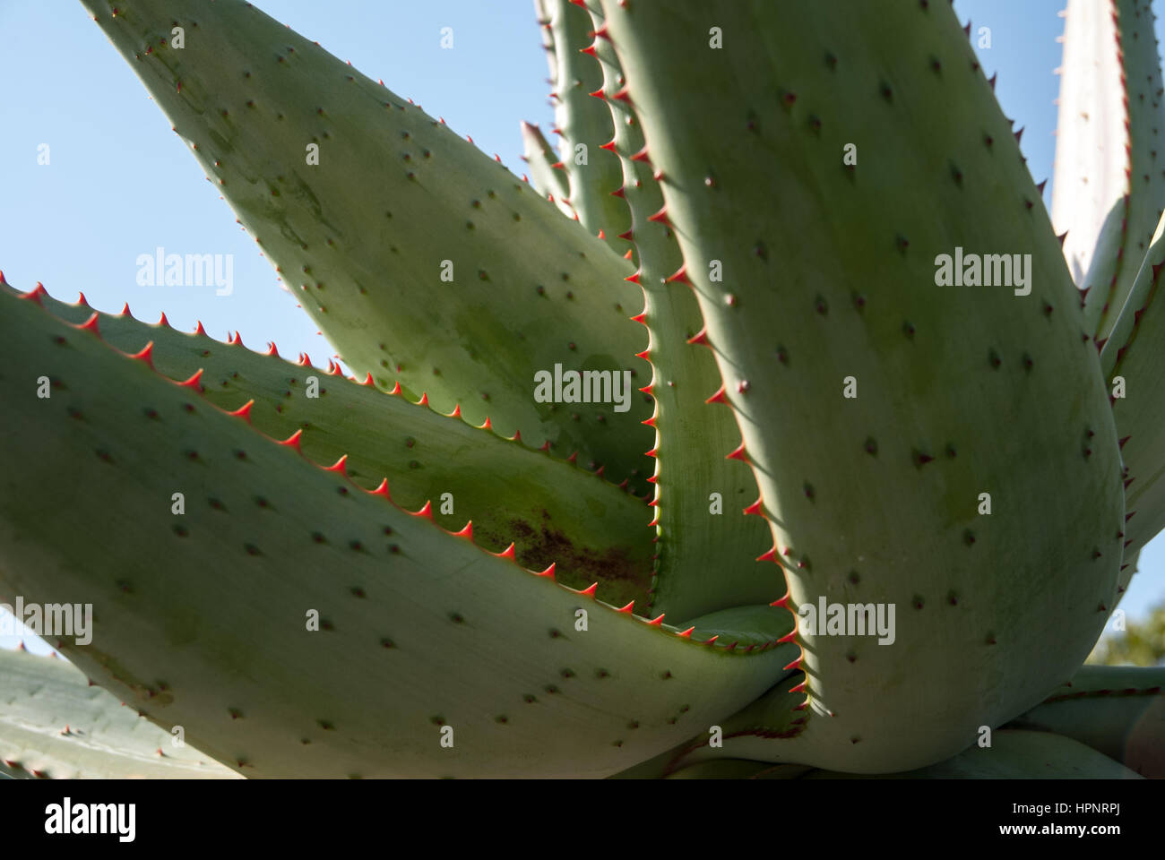 Cerca de los picos en una planta de Aloe Vera en Sudáfrica Fotografía de  stock - Alamy