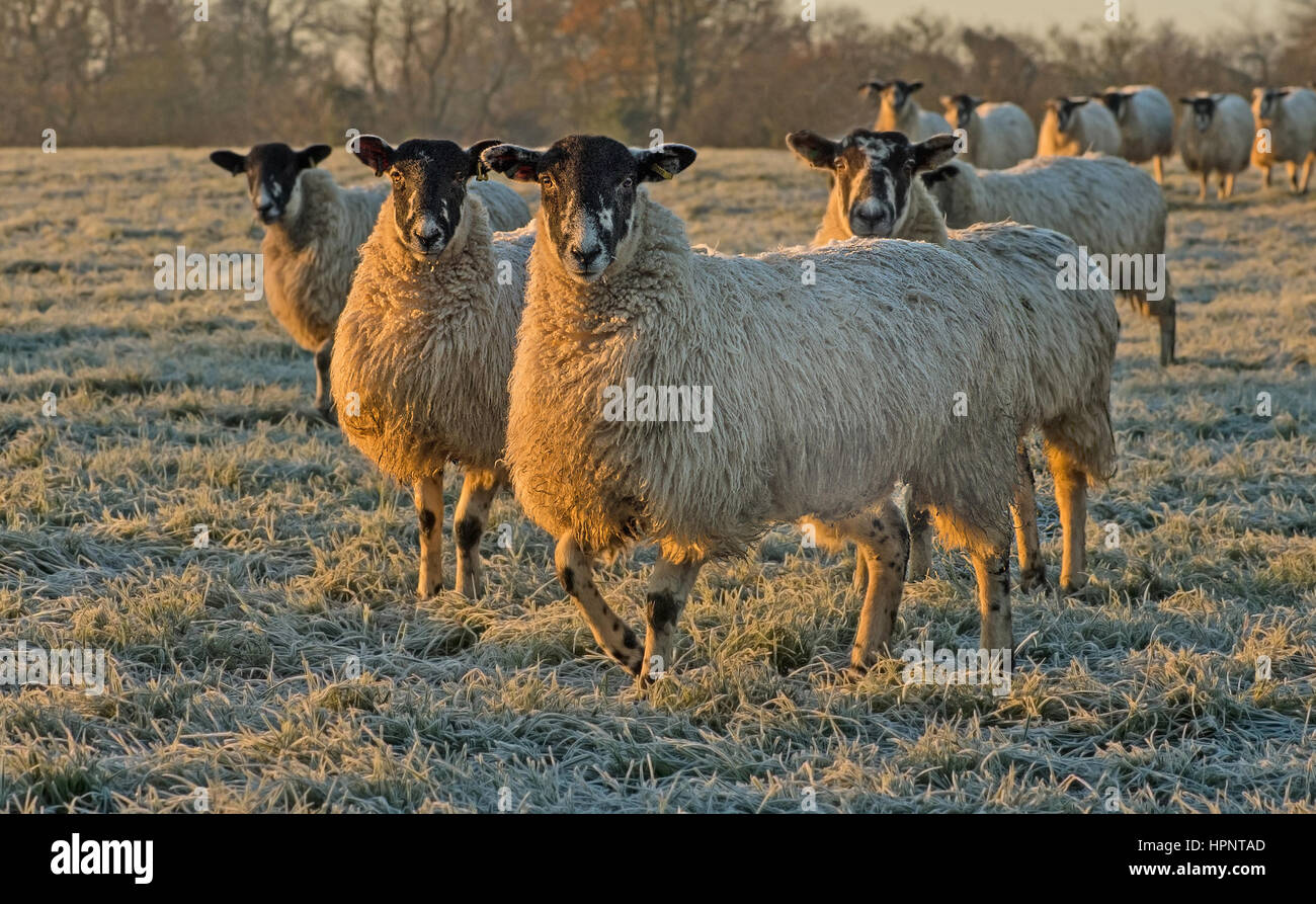 Mule ovejas al amanecer en una helada mañana en el REINO UNIDO Foto de stock