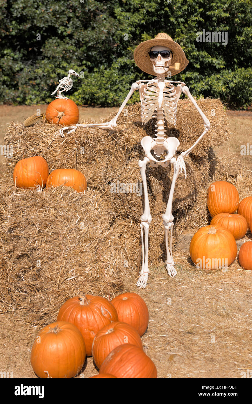 Esqueleto Gardner, muestra con orgullo su Pumpkin Patch cosecha para una fiesta de Halloween embrujada. Foto de stock