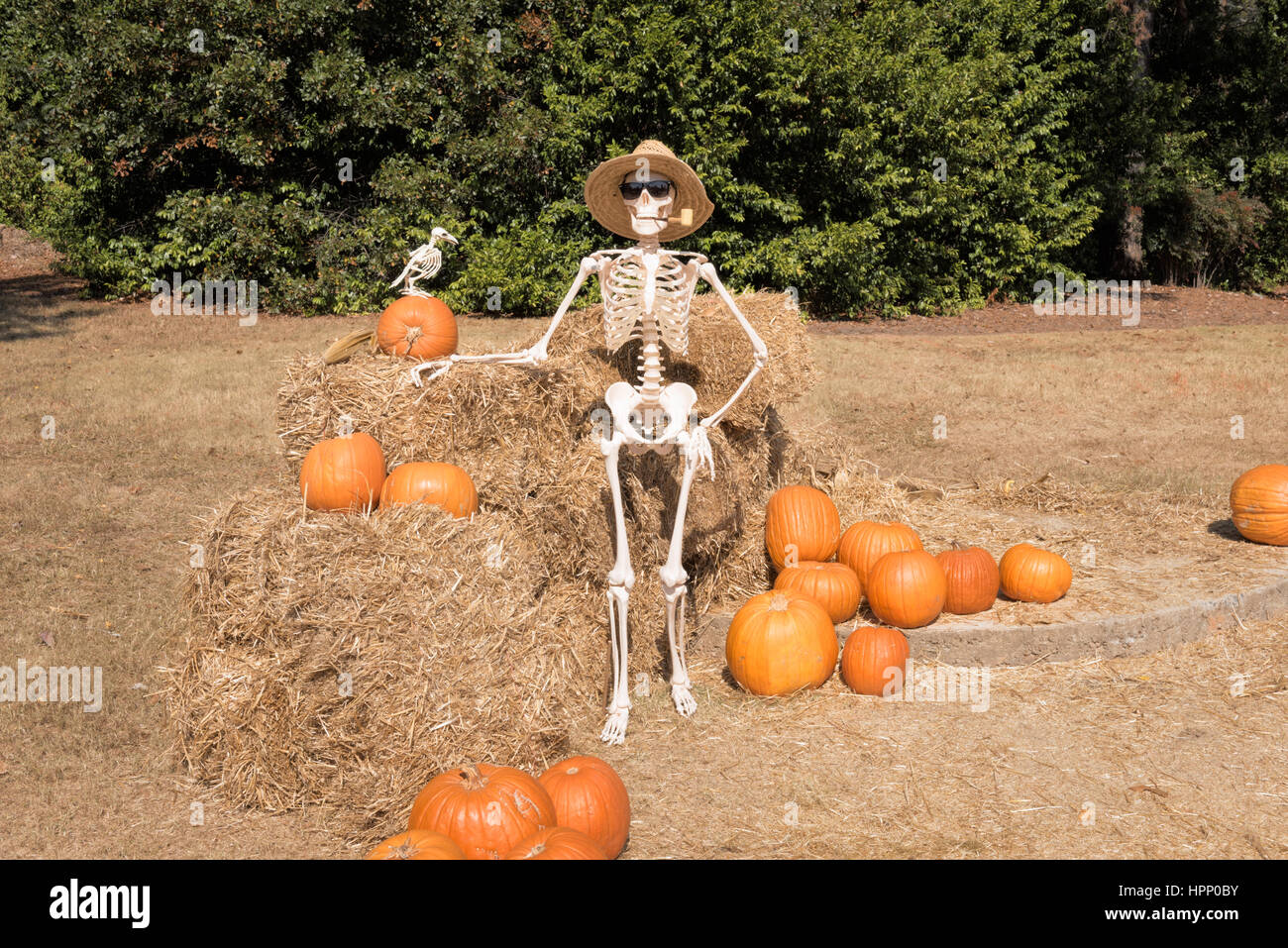Esqueleto Gardner, muestra con orgullo su Pumpkin Patch cosecha para una fiesta de Halloween embrujada. Foto de stock