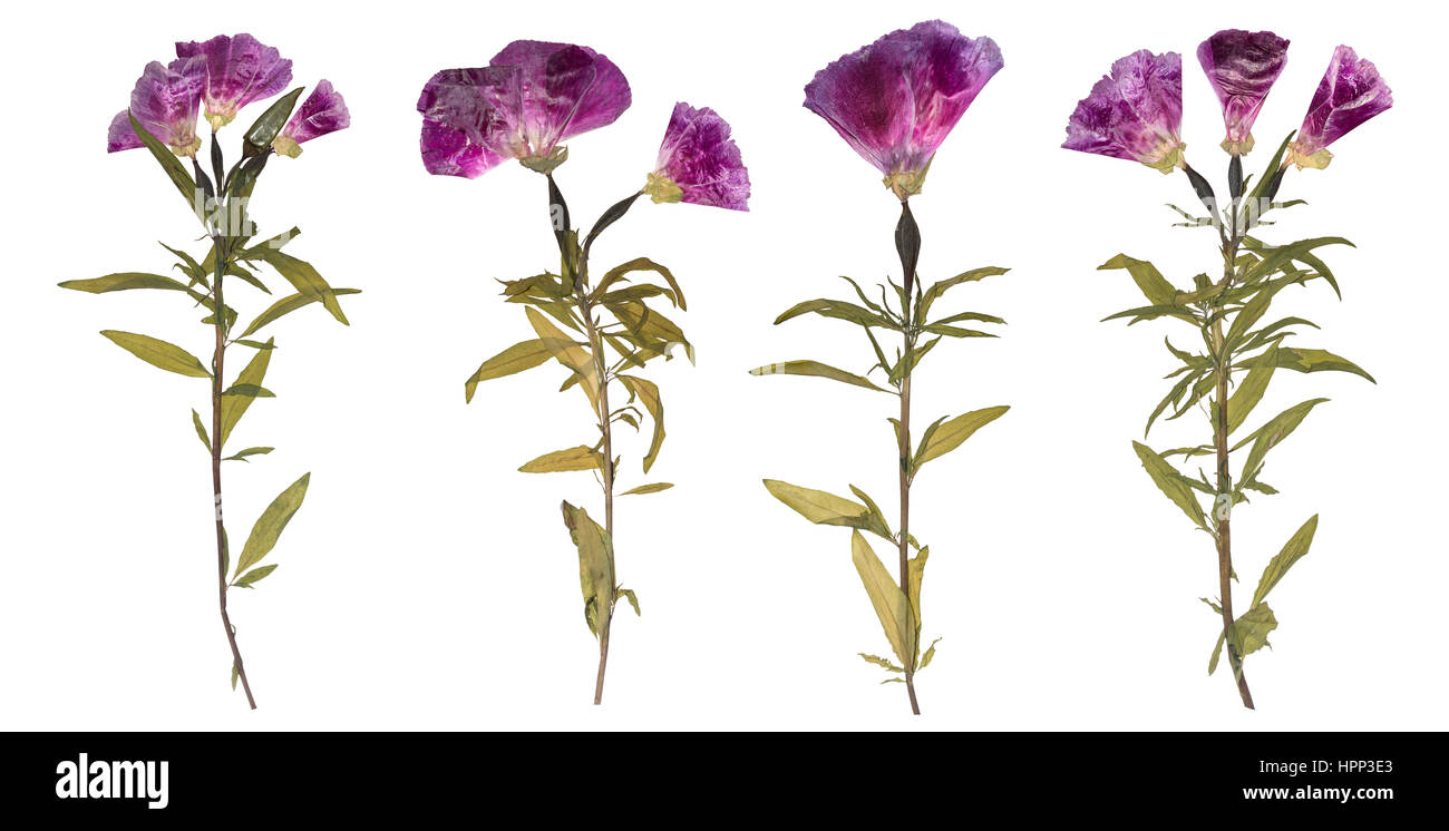 Conjunto de flores secadas y prensadas. Herbario de flores púrpura. Godetia flor aislada. Foto de stock