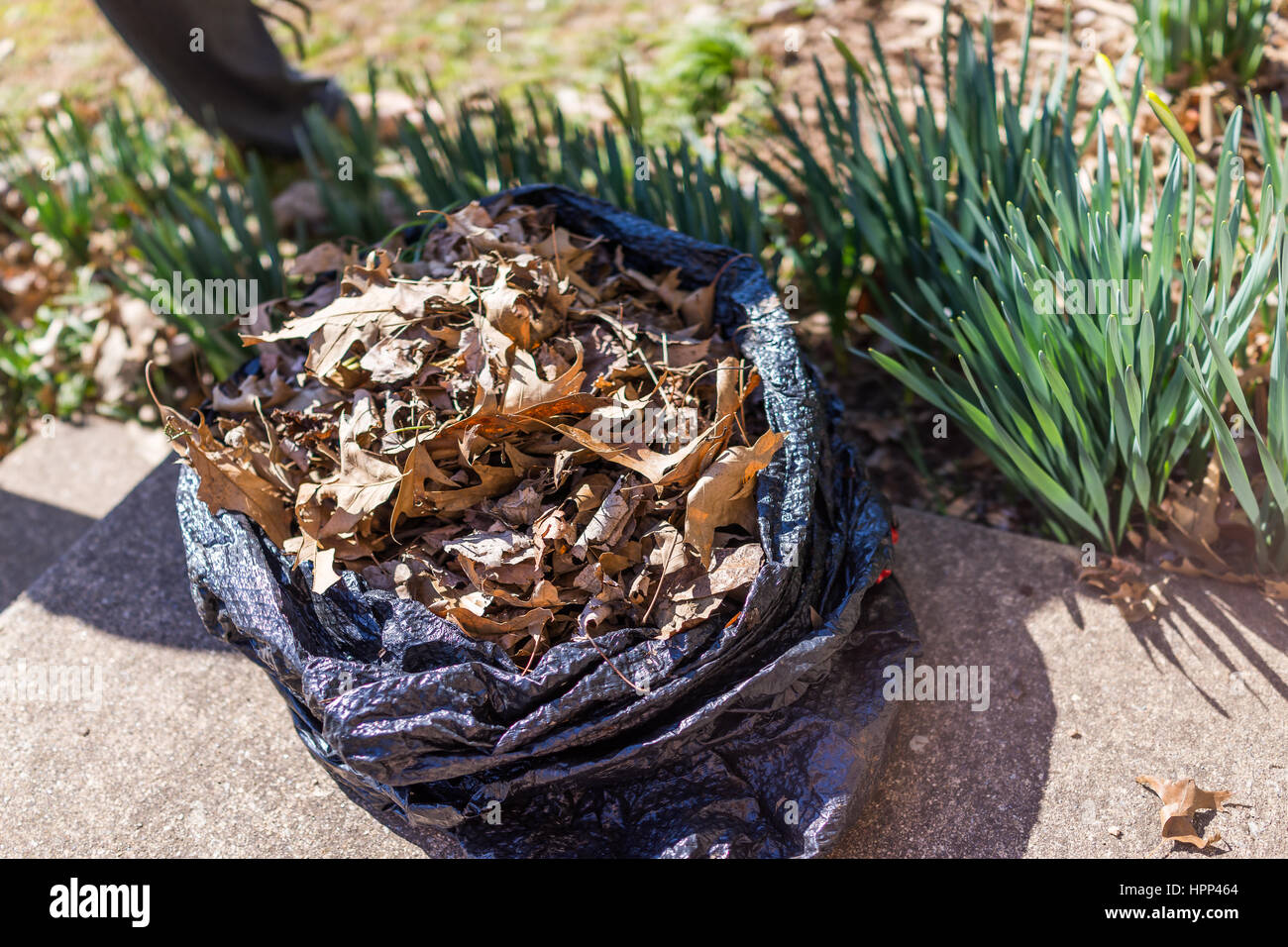 Una bolsa de plástico negra llena de otoño hojas secas en el patio