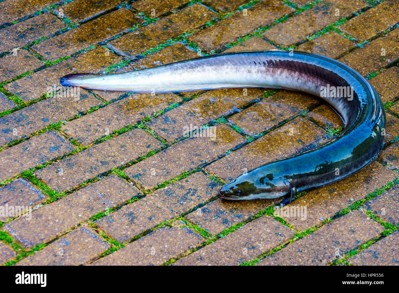 Vivir la anguila que se deslizó de un barril a la subasta de pescado en Urk en los Países Bajos Foto de stock