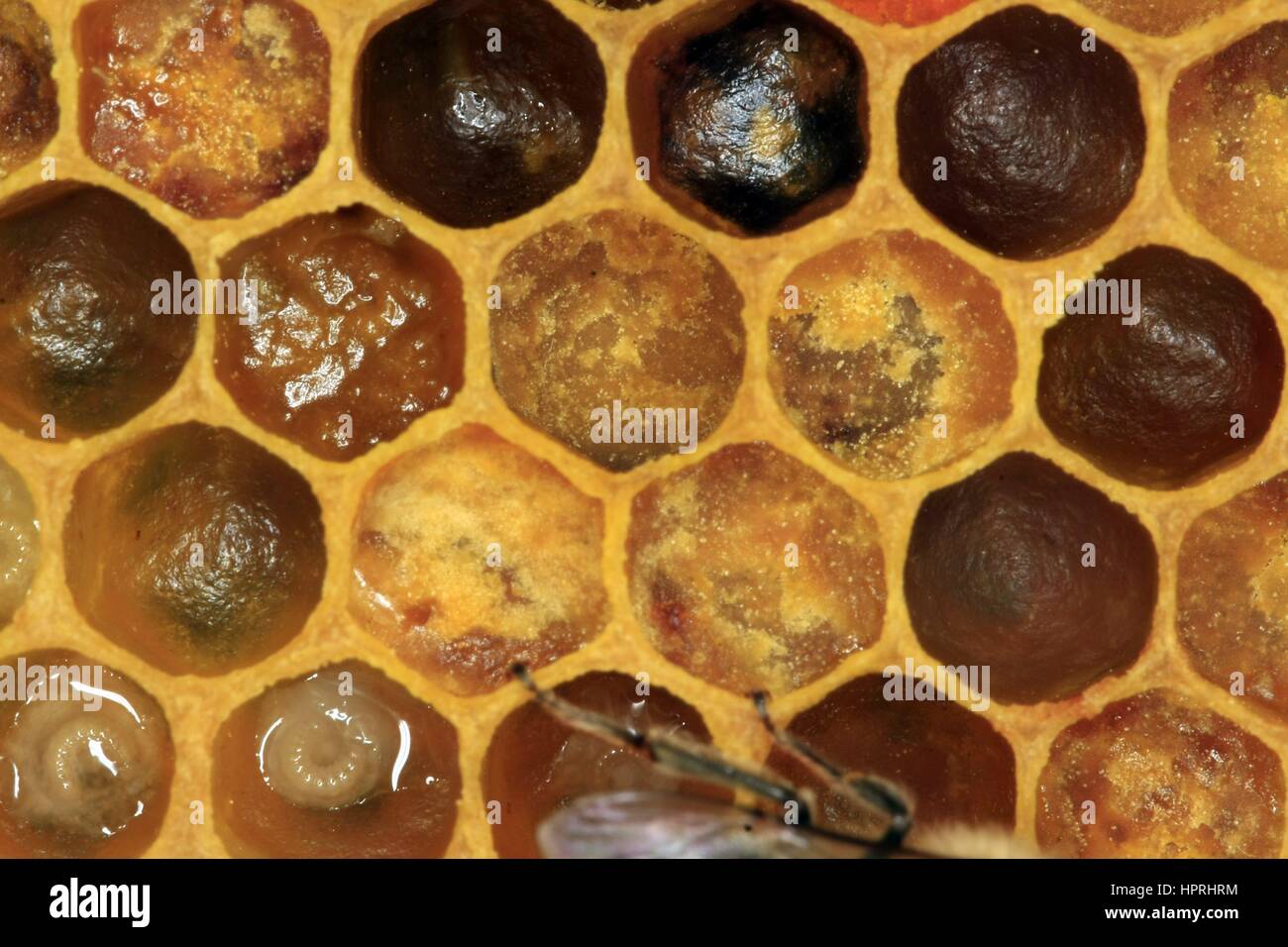 Cubetas llenas con polen de un panal. El polen es recogido por las abejas y se depositan en los panales de la colmena. Sirve como una proteína de alimento para las abejas y la colonia de abejas. En Turingia, Alemania, Europa Fecha: Mayo 08, 2011 | Uso en todo el mundo Foto de stock