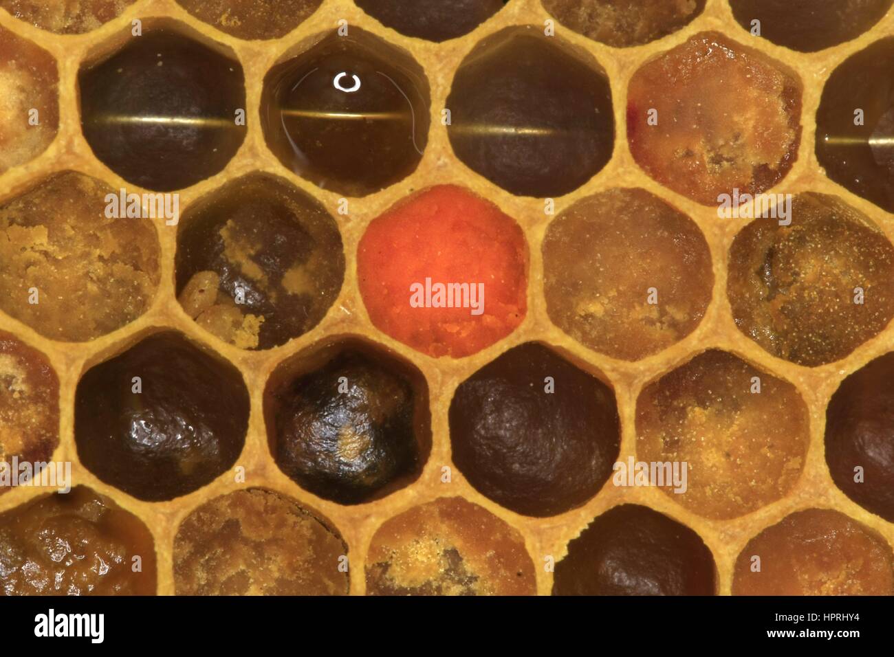 Cubetas llenas con polen de un panal. El polen es recogido por las abejas y se depositan en los panales de la colmena. Sirve como una proteína de alimento para las abejas y la colonia de abejas. En Turingia, Alemania, Europa Fecha: Mayo 08, 2011 | Uso en todo el mundo Foto de stock