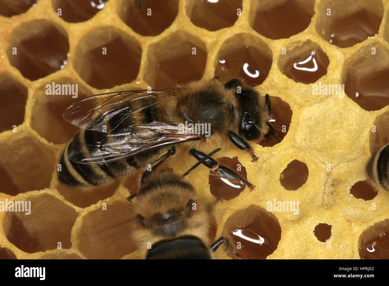 El néctar de las celdas llenas de un panal de miel. El néctar es recogido por las abejas y se depositan en los panales y seguir procesando hasta la madurez. Sirve las abejas como alimento y el apicultor como un producto de la cosecha. En Turingia, Alemania, Europa Fecha: 08 de mayo, 201 | uso en todo el mundo Foto de stock