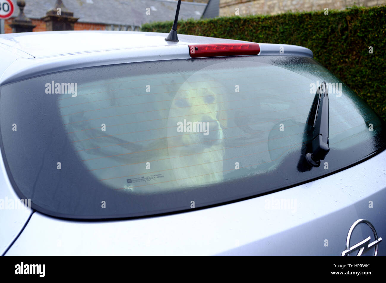 Perro solitario mirando tristemente de un parabrisas trasero de un coche, esperando que su amo Foto de stock