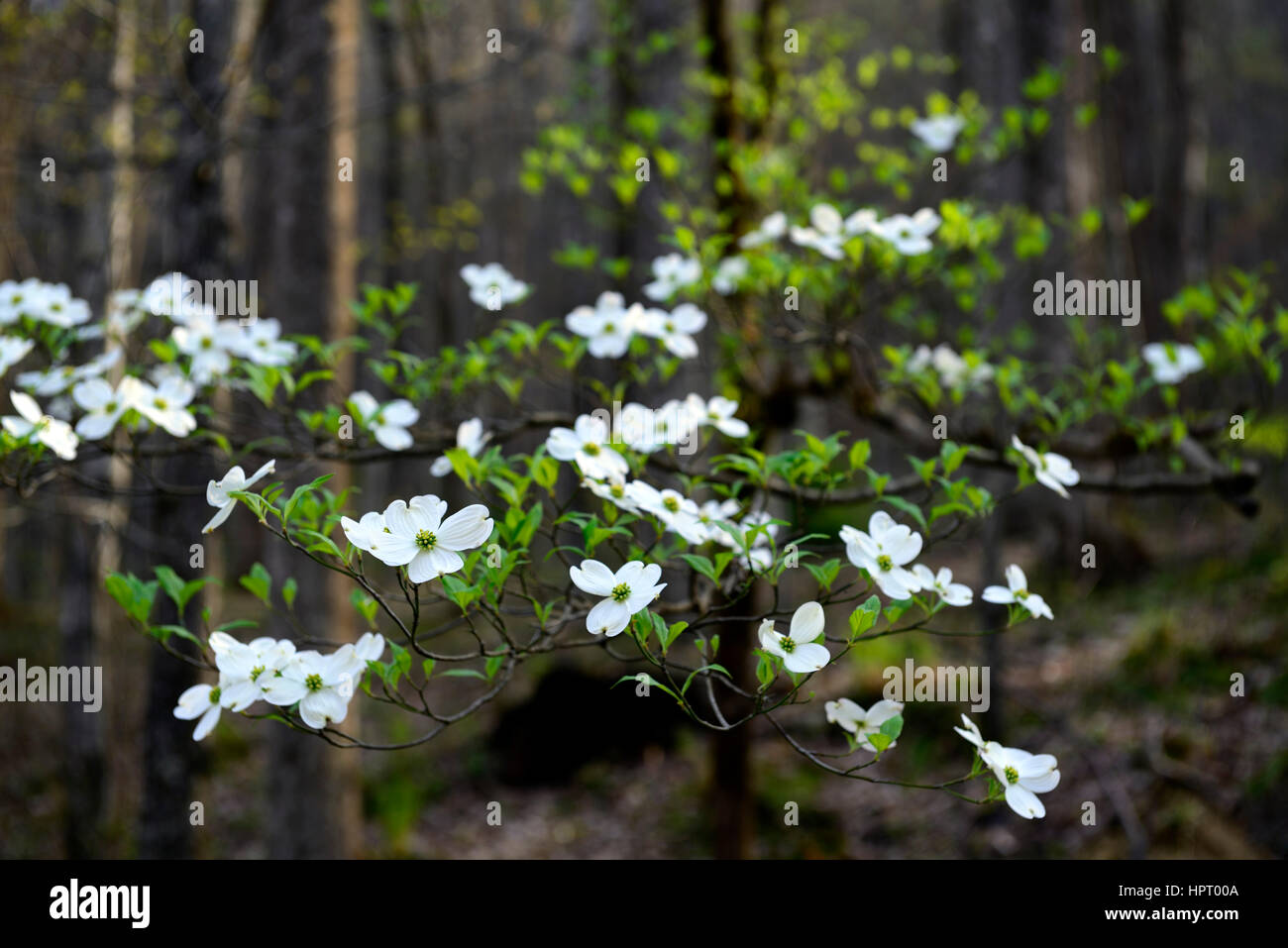 Cornus florida, flores cornejo,blanco, flores, flores, primavera, floración, Bloom, media punta del pequeño río, Tremont, Great Smoky Mountains Foto de stock