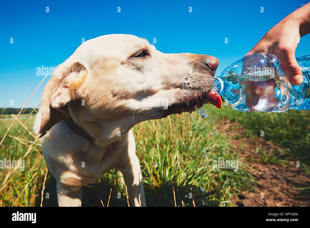 Día caluroso con el perro. Labrador retriever amarillo sediento de beber agua de la botella de plástico de su propietario. Foto de stock