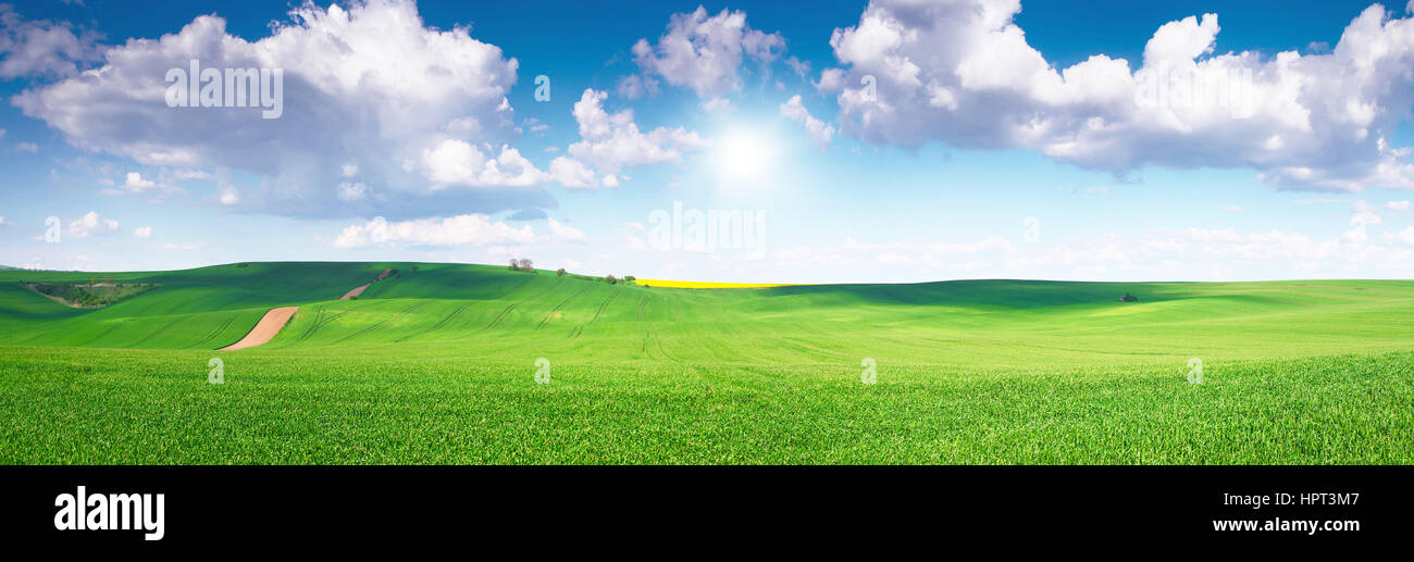 Campo Verde bajo un cielo azul con sol en oriente Foto de stock