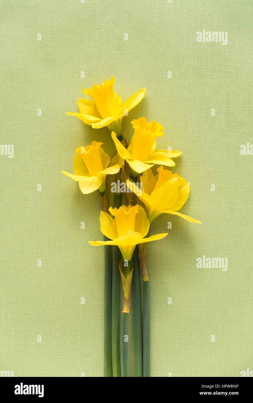Disposición de cinco jersey amarillo dulce orgullo narcisos acostado en verde pálido suave fondo de textura con copia espacio en la parte superior. Foto de stock