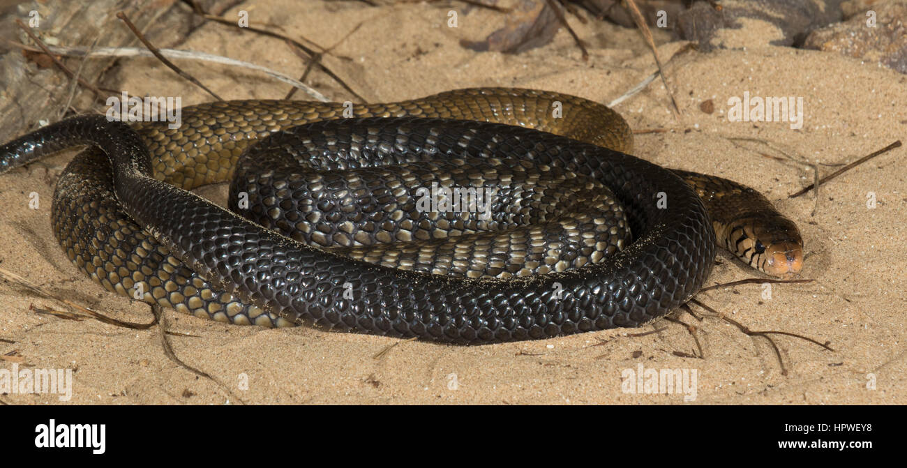 Monocled cobra (Naja kaouthia) Foto de stock
