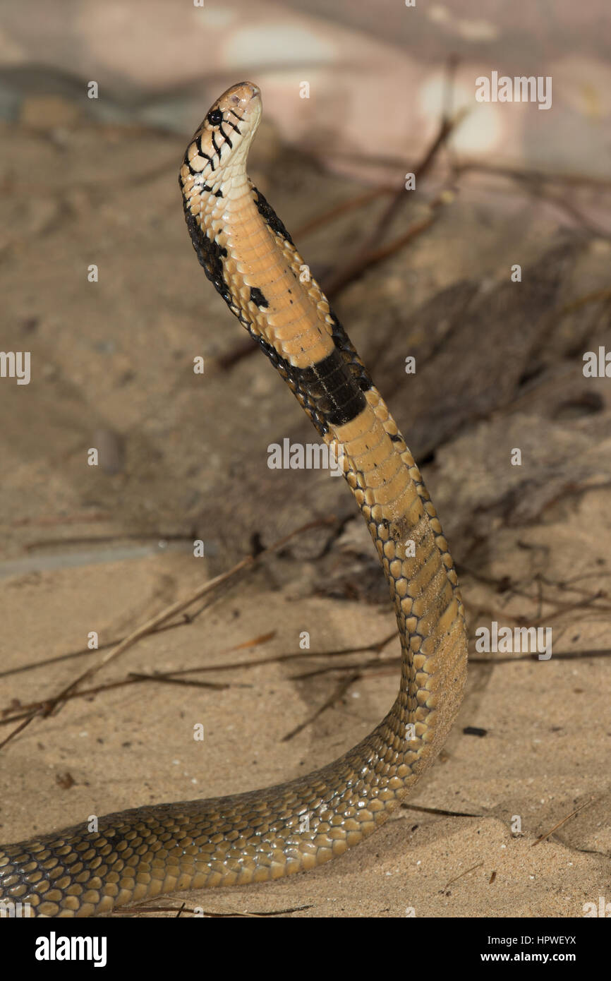 Monocled cobra (Naja kaouthia) Foto de stock