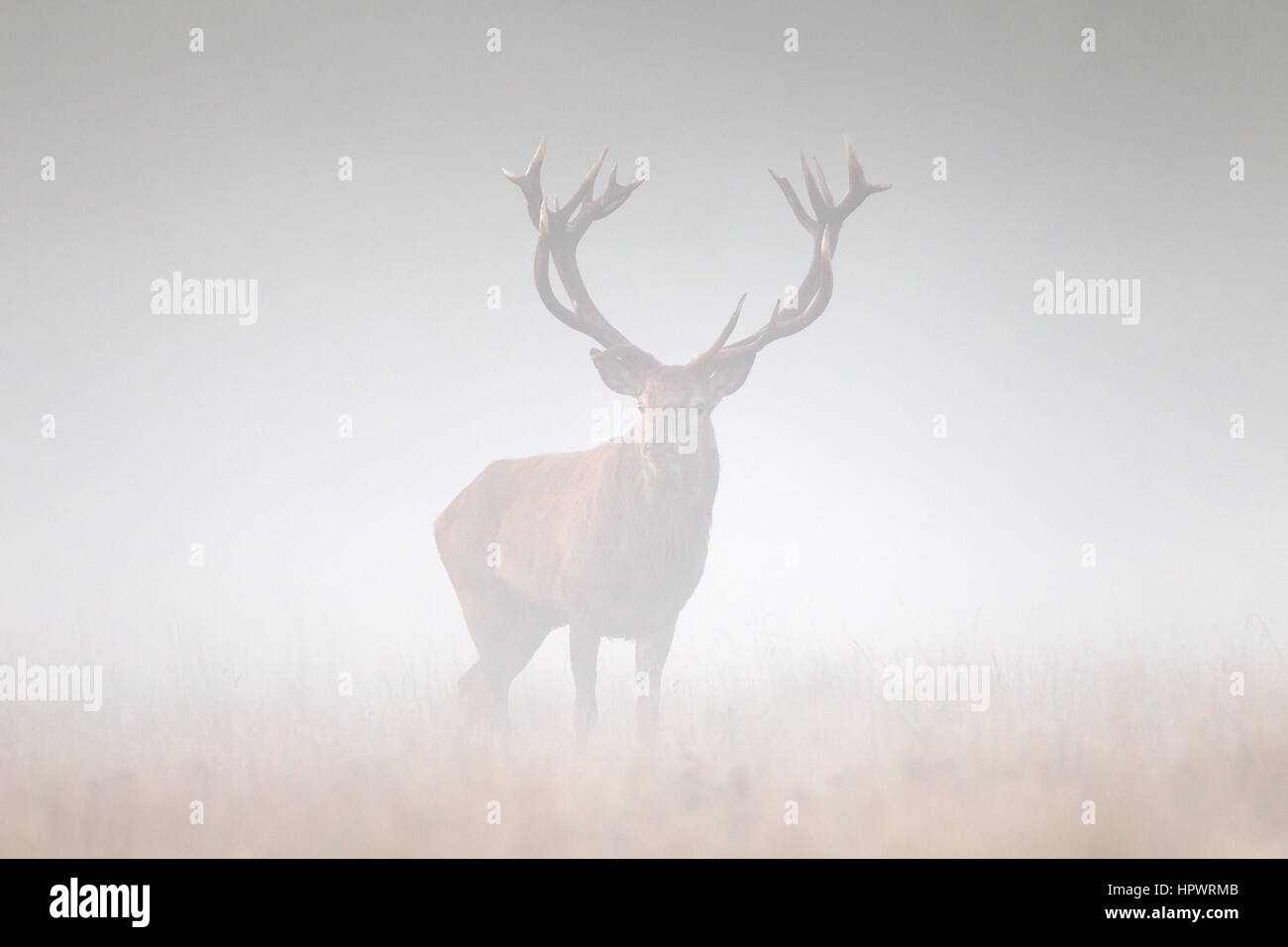 Ciervo rojo (Cervus elaphus) ciervo en pastizales en una espesa niebla durante la rutina en otoño Foto de stock