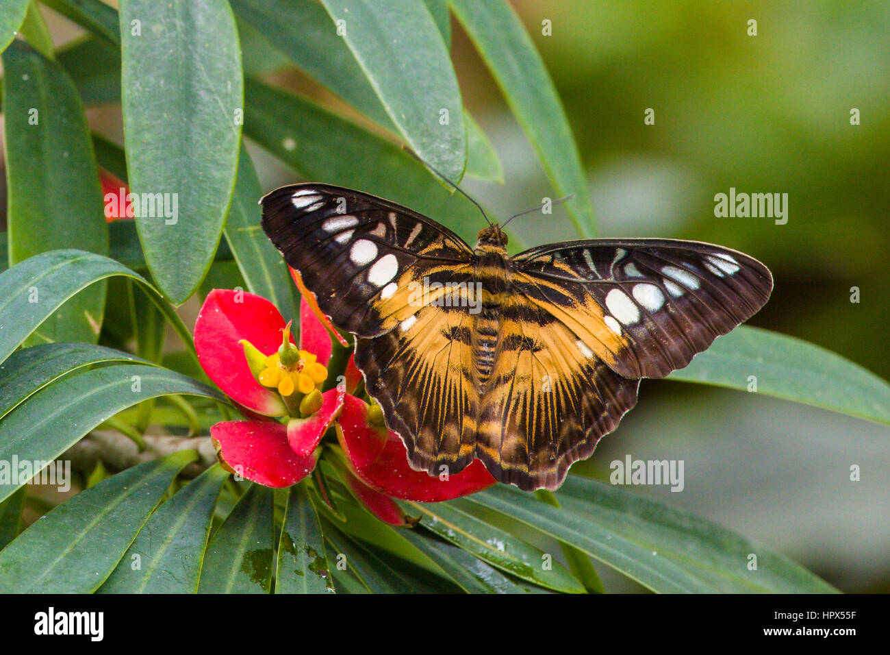 Clipper (Partenos sylvia) butterfly Foto de stock