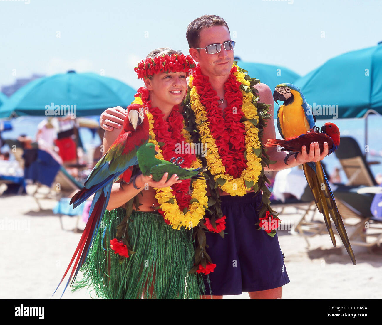 Par posando para fotografías con loros guacamayos, la playa de Waikiki, Honolulu, Oahu, Hawaii, Estados Unidos de América Foto de stock
