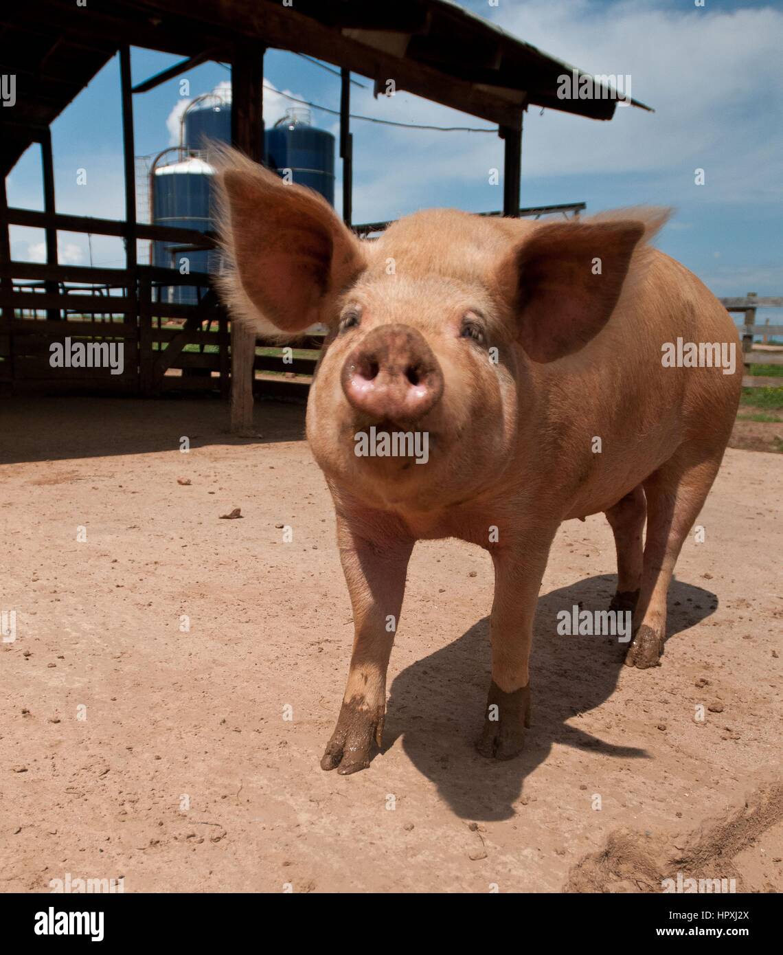 Pig products fotografías e imágenes de alta resolución Alamy