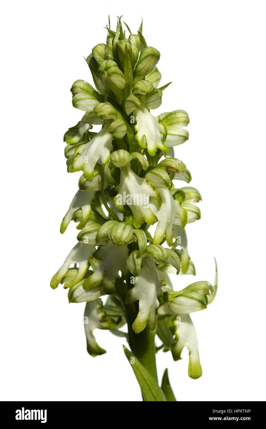 El Flower's spike de una rara forma de hipocrómica silvestres Orquídea gigante (Barlia robertiana Himantoglossum robertianum aka) que exhiben flores blancas. Aislado Foto de stock