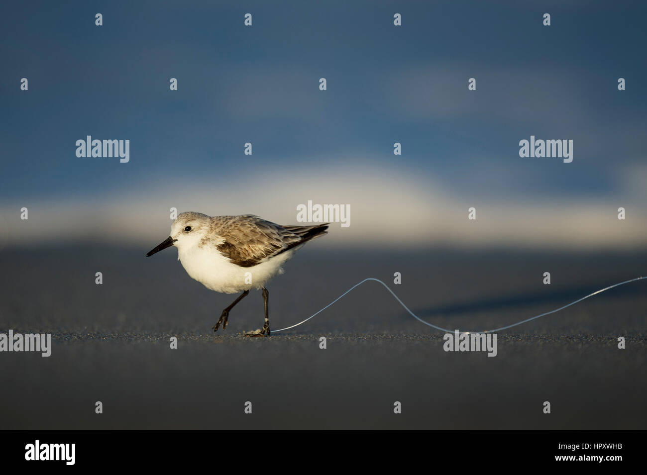 Un desafortunado Sanderling línea de pesca ha enredado alrededor de su pie, ya que se ejecuta en una playa de arena oscura por la noche la luz solar. Foto de stock