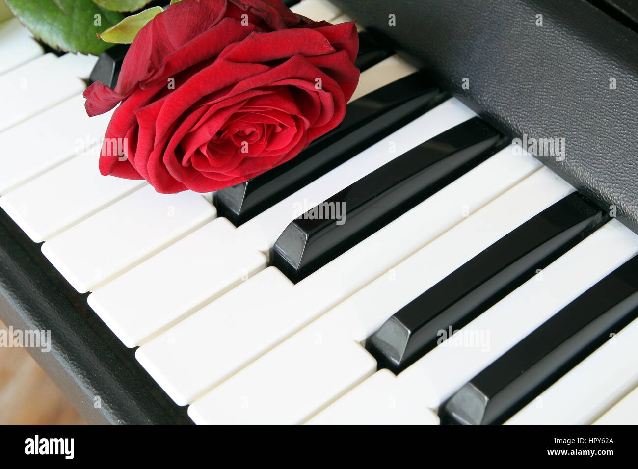 Rosa roja en el teclado del piano. Canción de amor concepto, música  romántica Fotografía de stock - Alamy