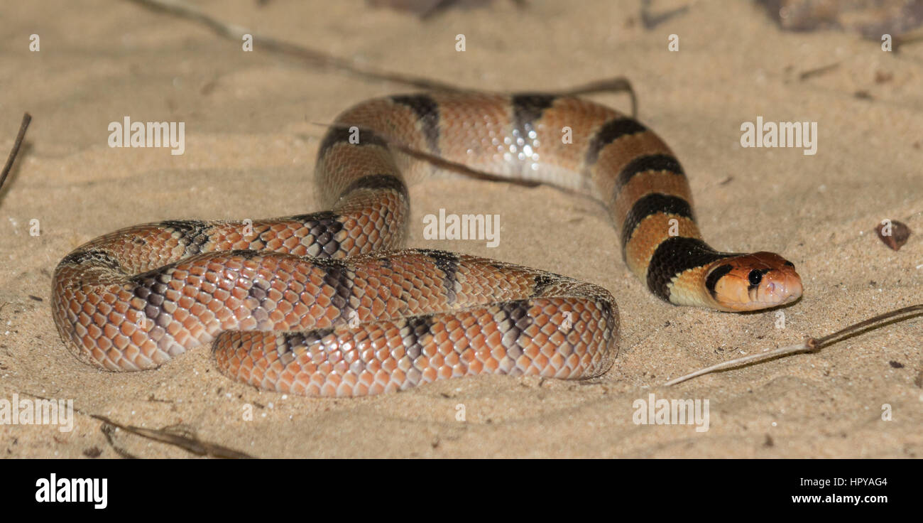 Cape Coral Snake (Aspidelaps lubricus) Foto de stock