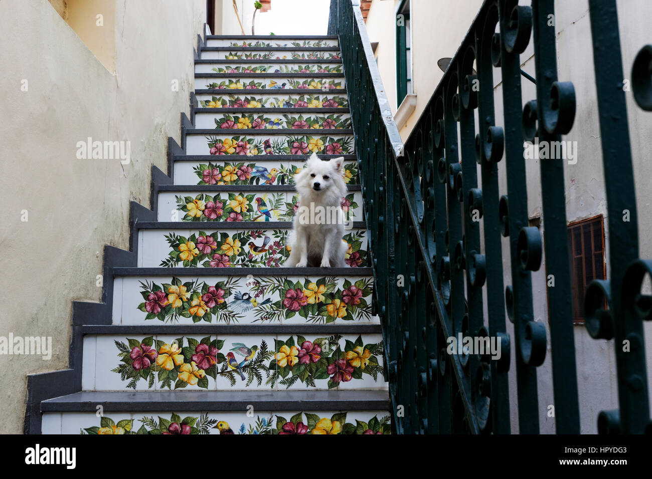Perro blanco sentado en las escaleras hechas de mayólicas, azulejos, Anacapri, Capri, Campania, Italia, Europa Foto de stock