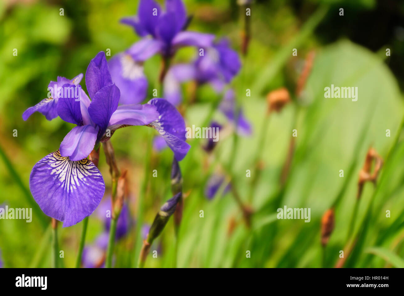 Iris Sibirica en el fondo de hojas verdes Foto de stock