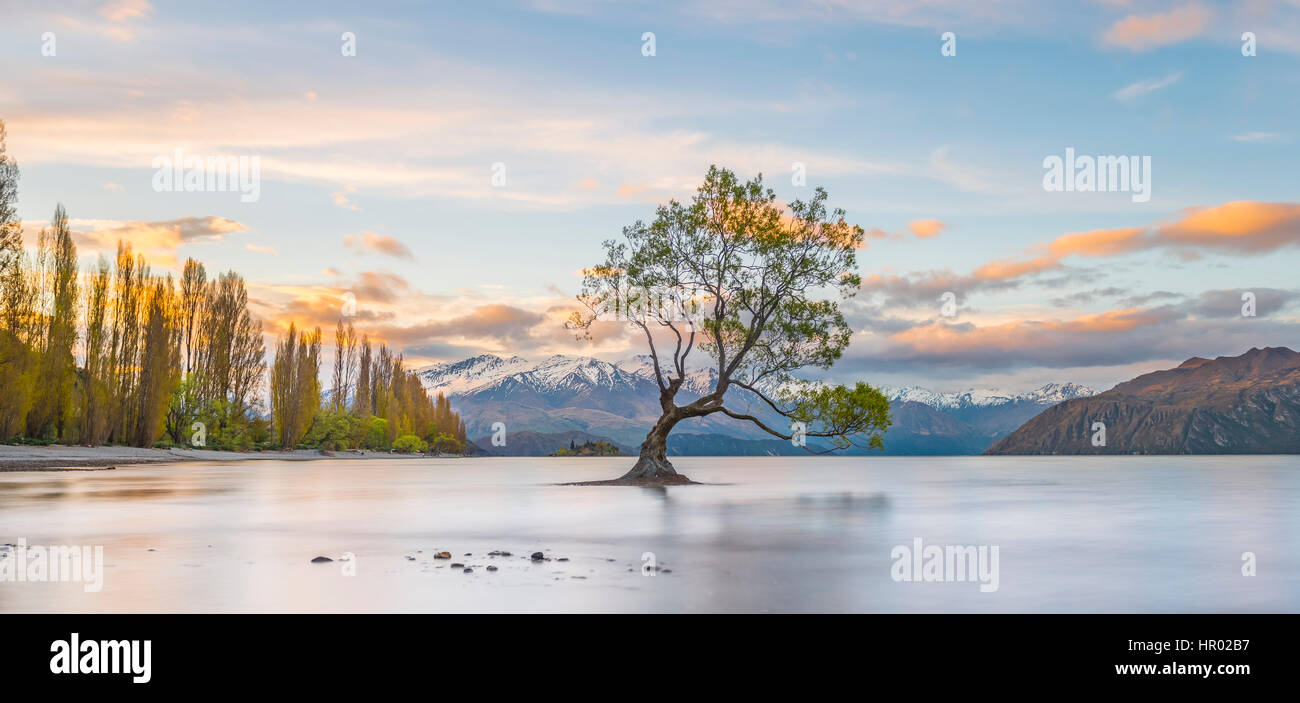Al amanecer, único árbol de pie en el agua, el Lago Wanaka, Wanaka, Árbol Roys, bahía de Otago, Southland, Nueva Zelanda Foto de stock