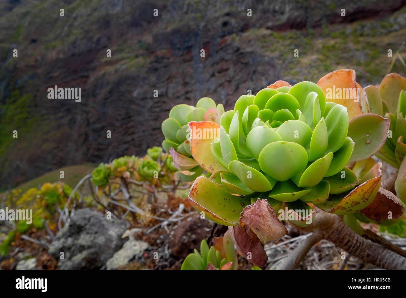 Wild succulent fotografías e imágenes de alta resolución - Alamy