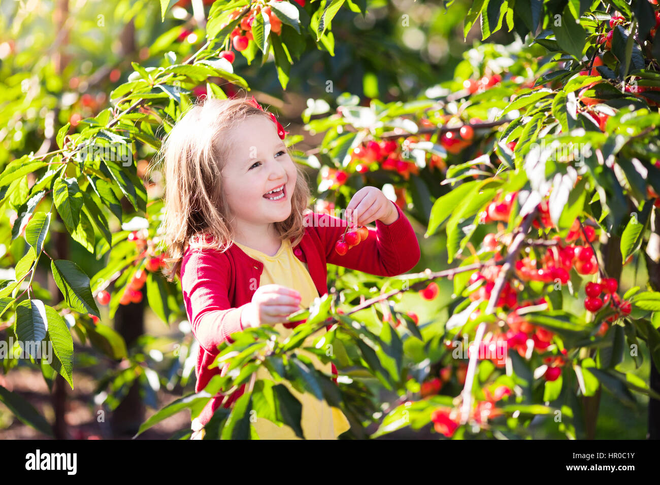 Los niños recogiendo la cereza en una granja de frutas. Los niños
