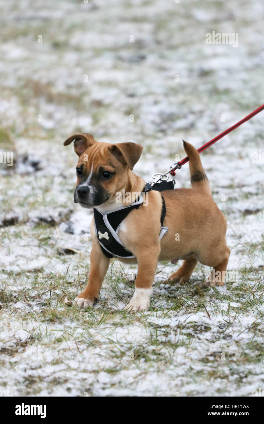 Jack russell cross pug fotografías e imágenes de alta resolución Alamy