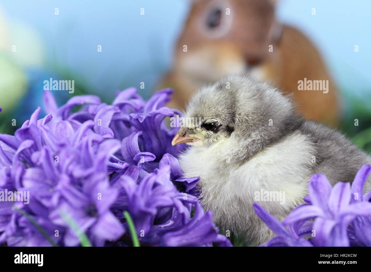 Little Blue Cohin chick en medio de las flores de la primavera. La extrema profundidad de campo con cierto desenfoque y enfoque selectivo sobre garbanzos. Foto de stock