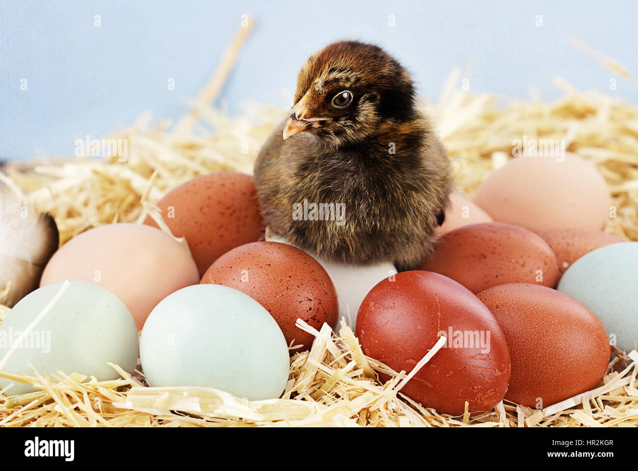 Adorable pequeño polluelo Araucana sentados sobre una gran variedad de huevos frescos de granja orgánica. Araucanas son también conocidos como la Pascua para el Pollo o azul Foto de stock