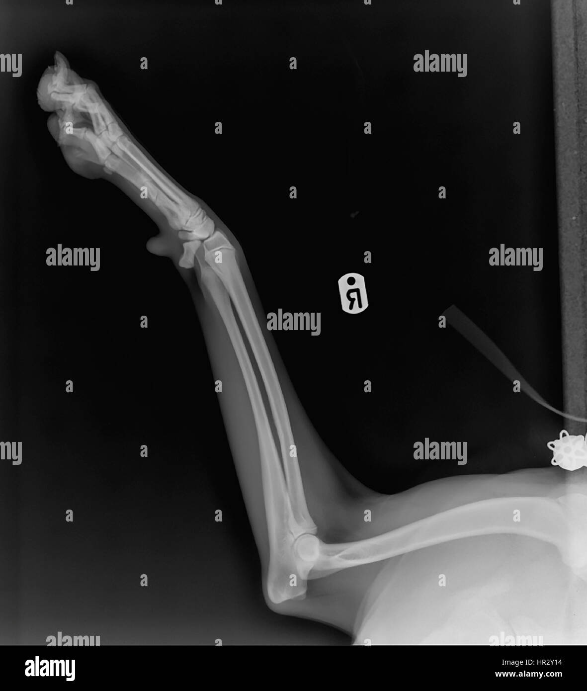 Rayos X de un perro de la pata delantera derecha en una cirugía veterinaria Foto de stock